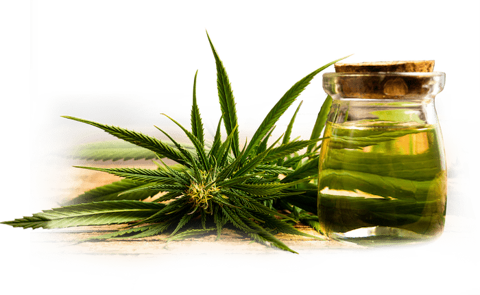 Cannabis plant beside a glass jar